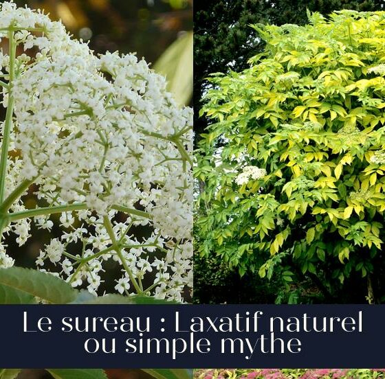 Le sureau : Laxatif naturel ou simple mythe