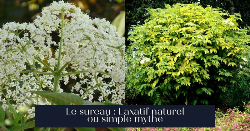 Le sureau : Laxatif naturel ou simple mythe