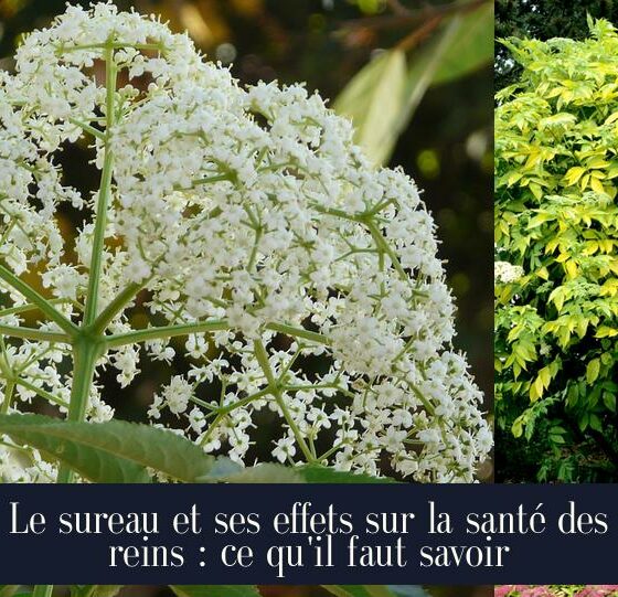 Le sureau et ses effets sur la santé des reins : ce qu'il faut savoir