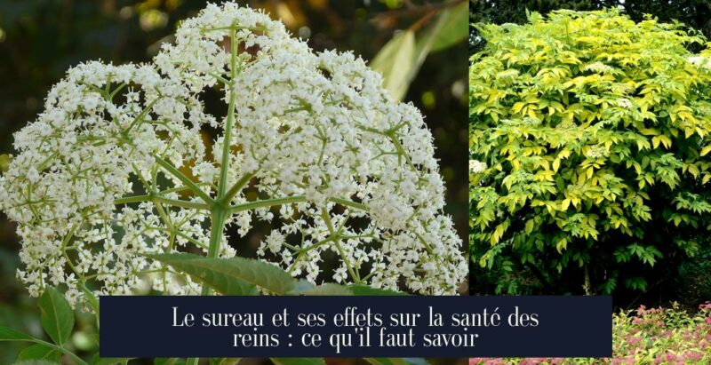 Le sureau et ses effets sur la santé des reins : ce qu'il faut savoir