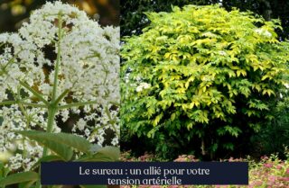 Le sureau : un allié pour votre tension artérielle