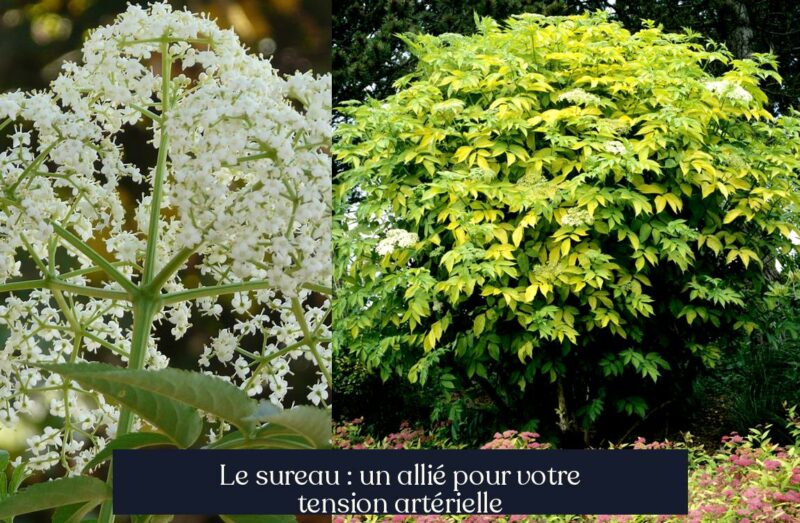 Le sureau : un allié pour votre tension artérielle