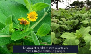 Le yacon et sa relation avec la santé des reins : analyse et conseils pratiques