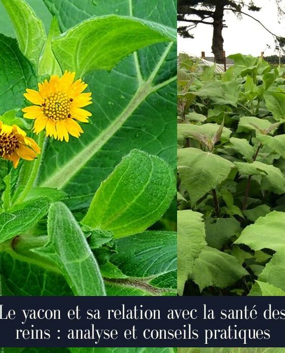 Le yacon et sa relation avec la santé des reins : analyse et conseils pratiques