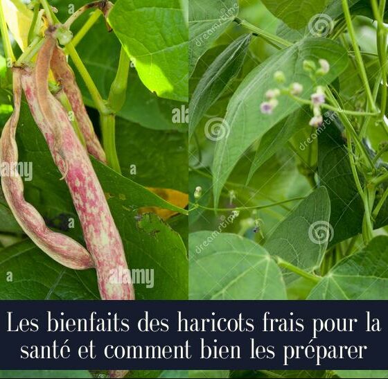Les bienfaits des haricots frais pour la santé et comment bien les préparer