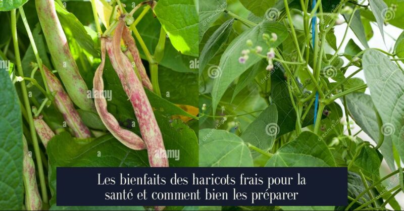 Les bienfaits des haricots frais pour la santé et comment bien les préparer