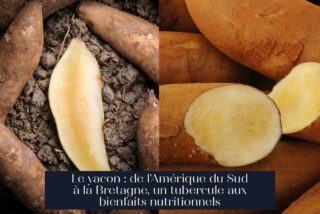 Le yacon : de l'Amérique du Sud à la Bretagne, un tubercule aux bienfaits nutritionnels