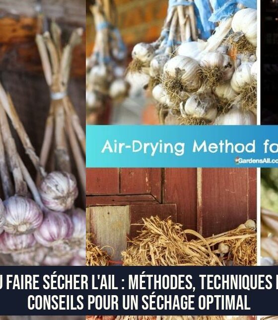 Où faire sécher l'ail : méthodes, techniques et conseils pour un séchage optimal