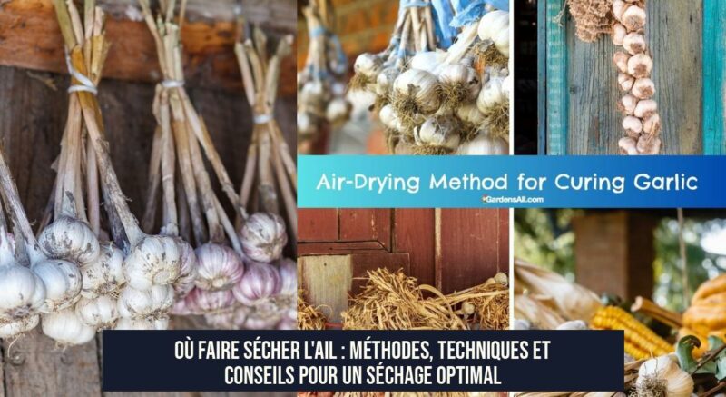 Où faire sécher l'ail : méthodes, techniques et conseils pour un séchage optimal