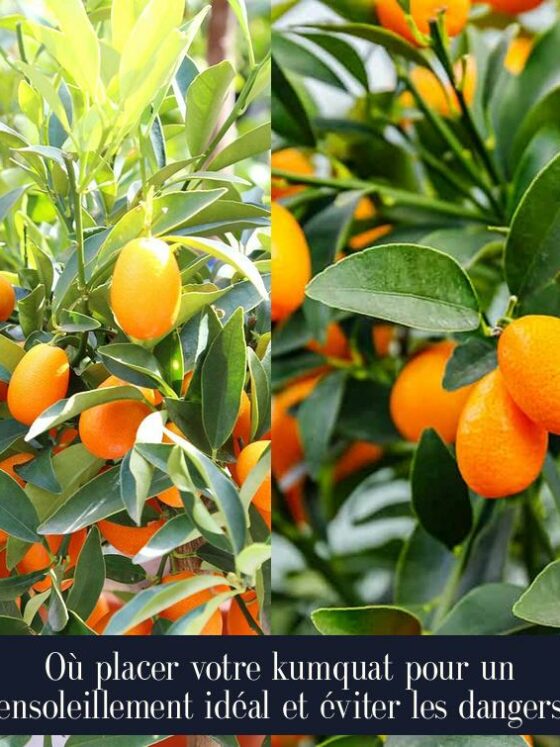 Où placer votre kumquat pour un ensoleillement idéal et éviter les dangers