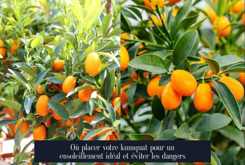 Où placer votre kumquat pour un ensoleillement idéal et éviter les dangers