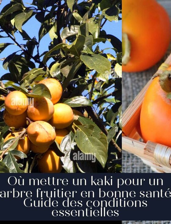 Où mettre un kaki pour un arbre fruitier en bonne santé Guide des conditions essentielles