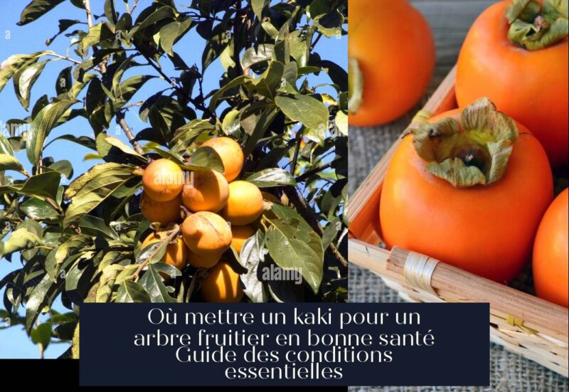 Où mettre un kaki pour un arbre fruitier en bonne santé Guide des conditions essentielles