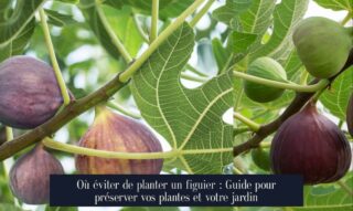 Où éviter de planter un figuier : Guide pour préserver vos plantes et votre jardin