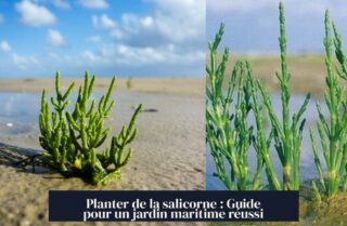 Planter de la salicorne : Guide pour un jardin maritime réussi