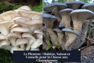 Le Pleurote : Habitat, Saison et Conseils pour la Chasse aux Champignons