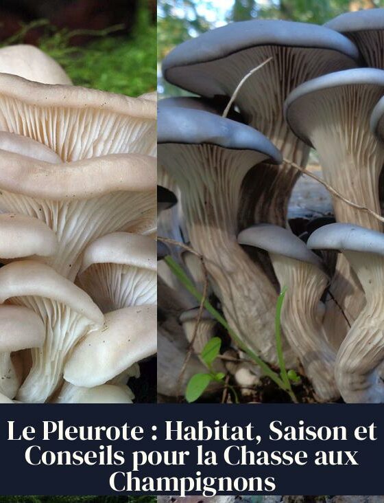 Le Pleurote : Habitat, Saison et Conseils pour la Chasse aux Champignons