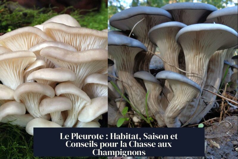 Le Pleurote : Habitat, Saison et Conseils pour la Chasse aux Champignons