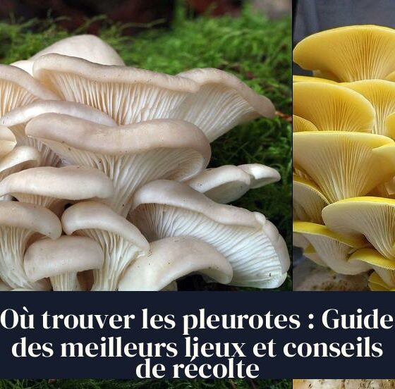 Où trouver les pleurotes : Guide des meilleurs lieux et conseils de récolte