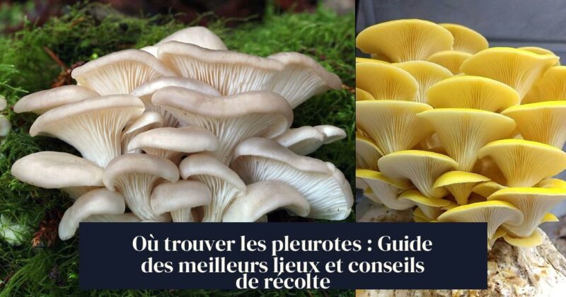 Où trouver les pleurotes : Guide des meilleurs lieux et conseils de récolte