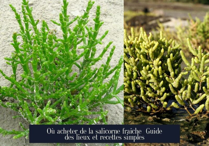 Où acheter de la salicorne fraîche Guide des lieux et recettes simples