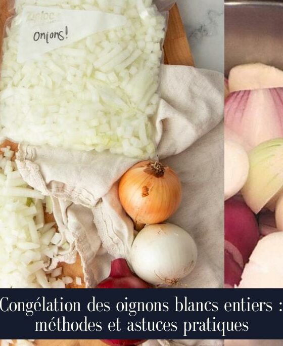 Congélation des oignons blancs entiers : méthodes et astuces pratiques
