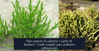 Faire pousser la salicorne à partir de boutures : Guide complet pour jardiniers enthousiastes