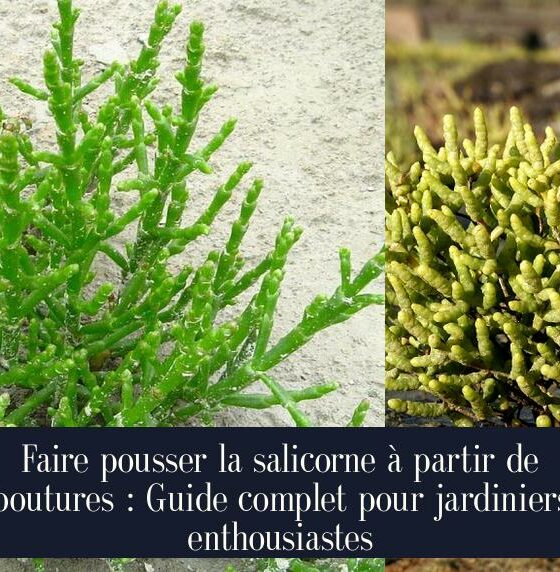 Faire pousser la salicorne à partir de boutures : Guide complet pour jardiniers enthousiastes