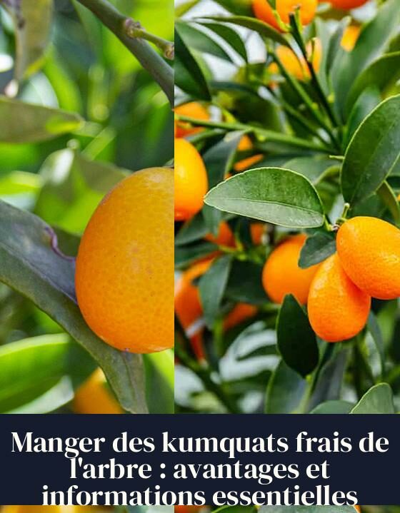 Manger des kumquats frais de l'arbre : avantages et informations essentielles