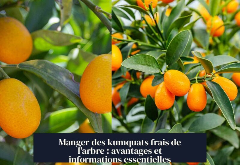 Manger des kumquats frais de l'arbre : avantages et informations essentielles