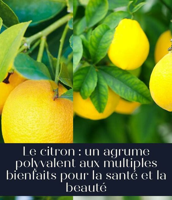 Le citron : un agrume polyvalent aux multiples bienfaits pour la santé et la beauté