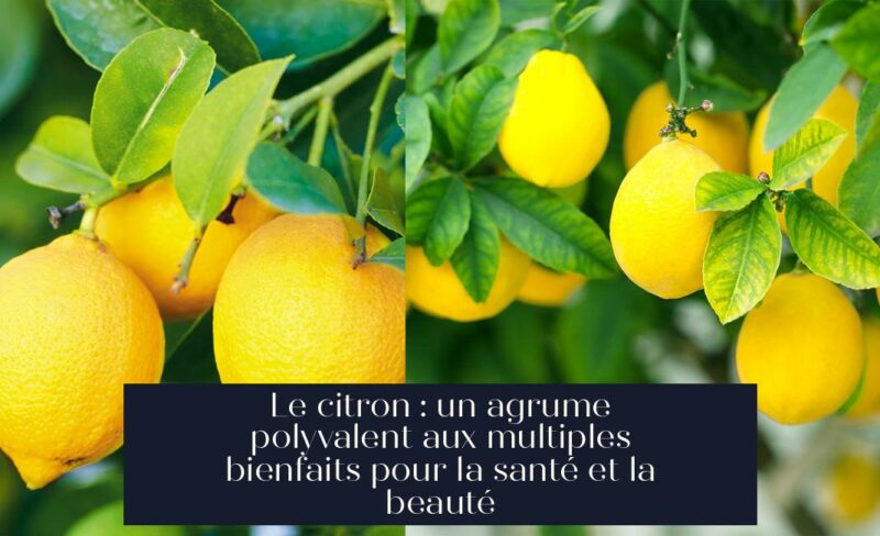 Le citron : un agrume polyvalent aux multiples bienfaits pour la santé et la beauté