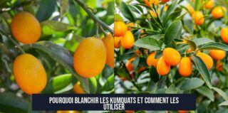 Pourquoi blanchir les kumquats et comment les utiliser