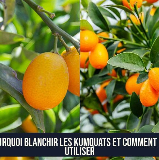 Pourquoi blanchir les kumquats et comment les utiliser