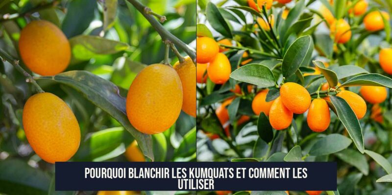 Pourquoi blanchir les kumquats et comment les utiliser