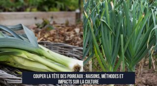Couper la tête des poireaux : Raisons, méthodes et impacts sur la culture