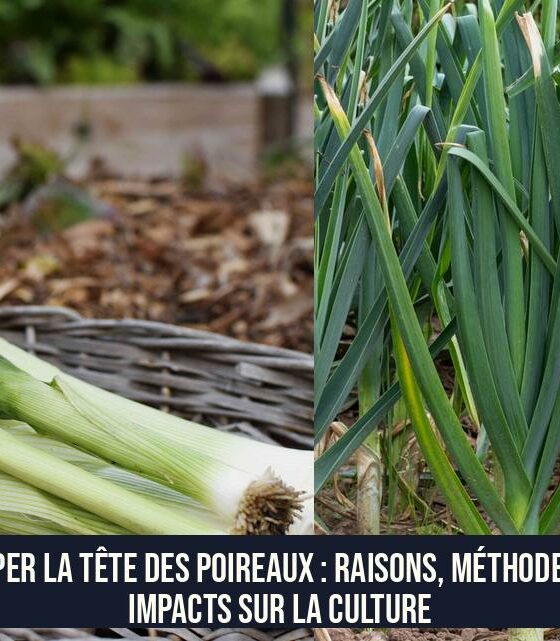 Couper la tête des poireaux : Raisons, méthodes et impacts sur la culture