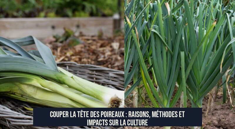 Couper la tête des poireaux : Raisons, méthodes et impacts sur la culture