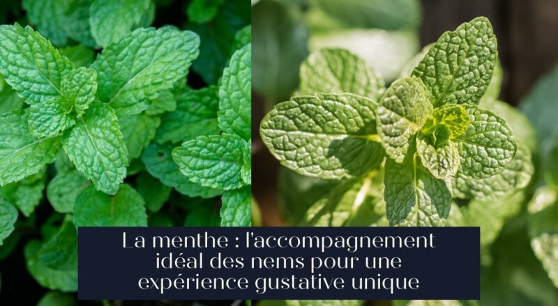 La menthe : l'accompagnement idéal des nems pour une expérience gustative unique