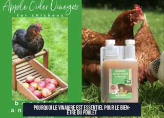 Pourquoi le vinaigre est essentiel pour le bien-être du poulet