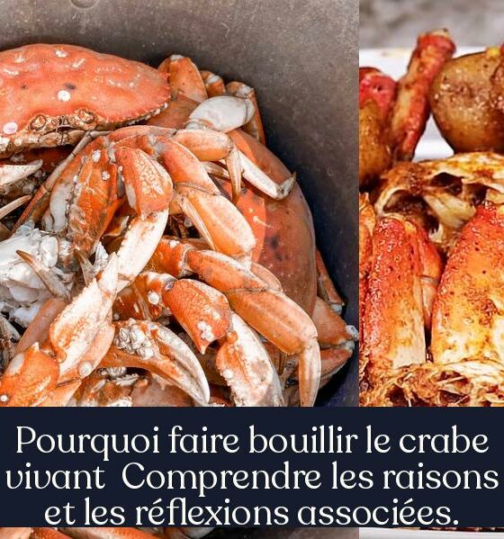 Pourquoi faire bouillir le crabe vivant Comprendre les raisons et les réflexions associées.