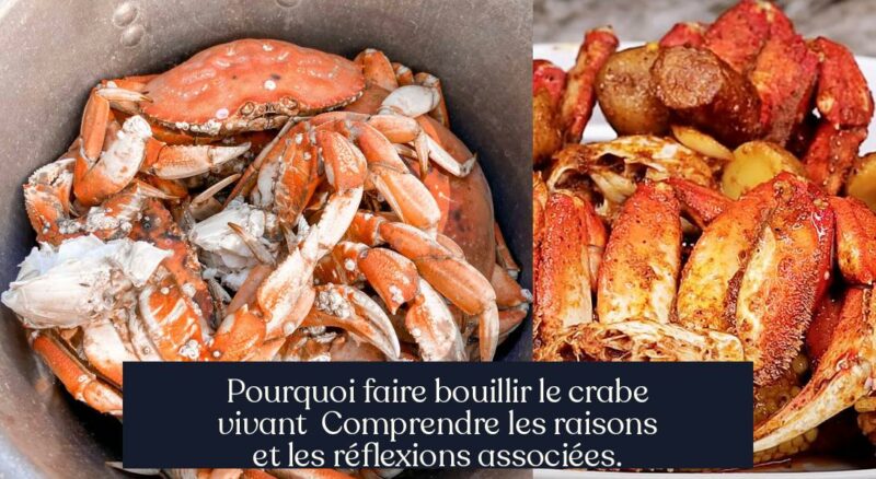 Pourquoi faire bouillir le crabe vivant Comprendre les raisons et les réflexions associées.