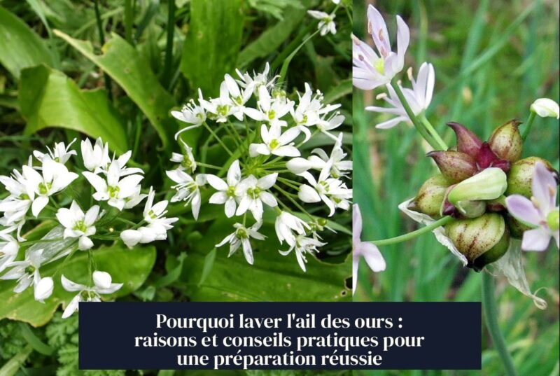 Pourquoi laver l'ail des ours : raisons et conseils pratiques pour une préparation réussie
