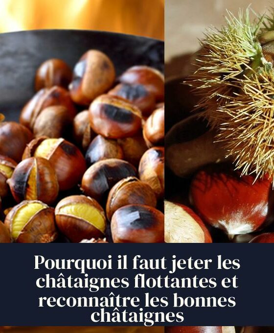 Pourquoi il faut jeter les châtaignes flottantes et reconnaître les bonnes châtaignes
