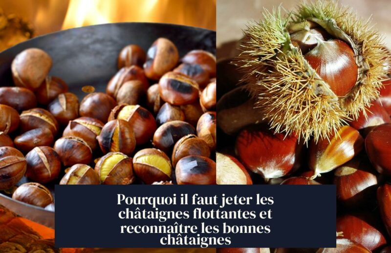 Pourquoi il faut jeter les châtaignes flottantes et reconnaître les bonnes châtaignes