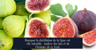 Pourquoi la distillation de la figue est-elle interdite Analyse des lois et de l'histoire de ce fruit.