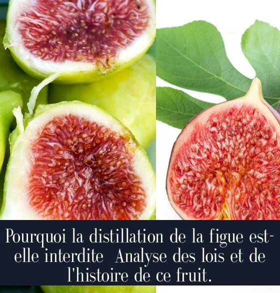 Pourquoi la distillation de la figue est-elle interdite Analyse des lois et de l'histoire de ce fruit.