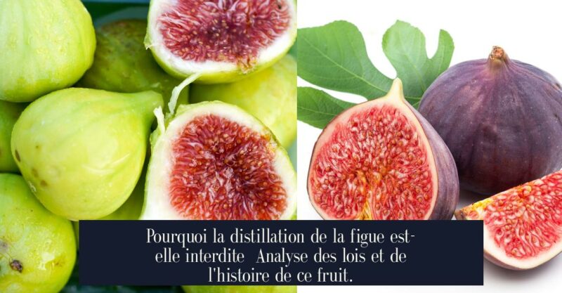 Pourquoi la distillation de la figue est-elle interdite Analyse des lois et de l'histoire de ce fruit.