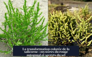 La transformation colorée de la salicorne : mystères du rouge automnal et secrets du sel
