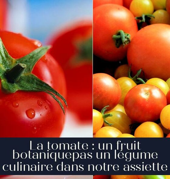 La tomate : un fruit botaniquepas un légume culinaire dans notre assiette